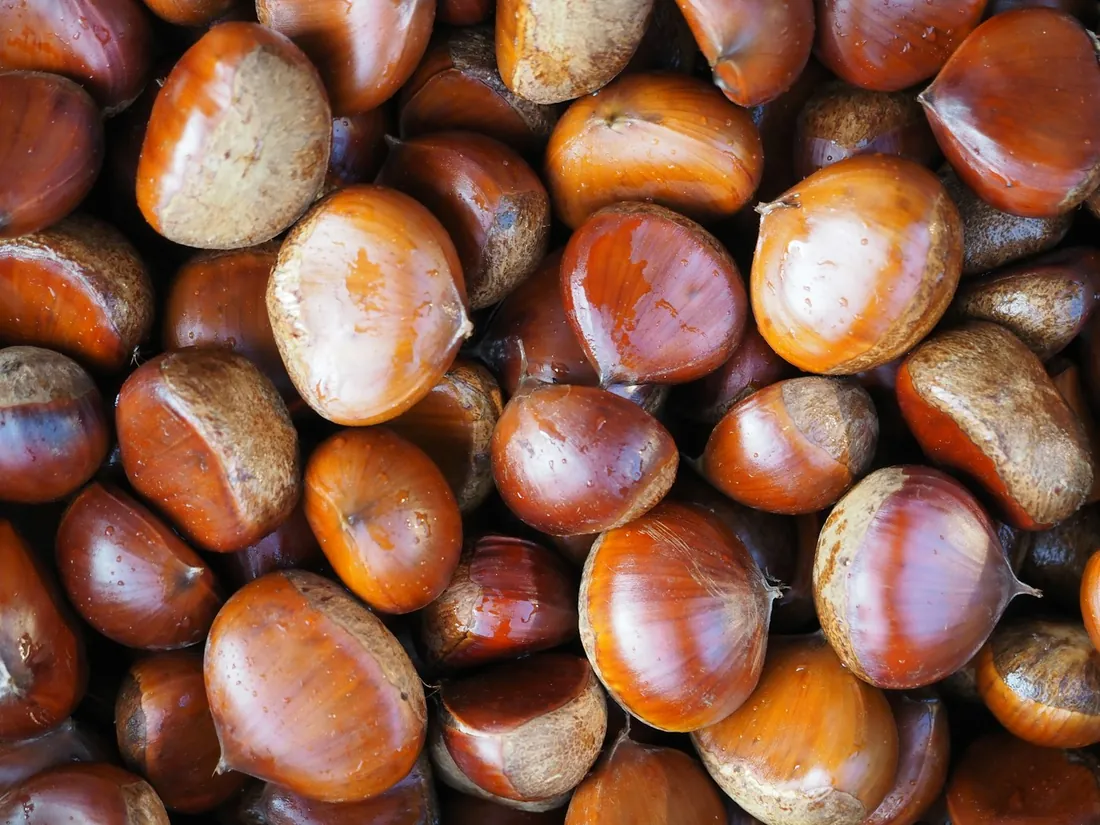 Castagne raccolte nel bosco dietro al grotto